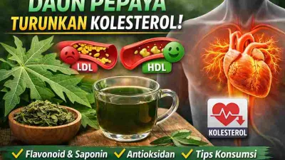Gambar daun pepaya, teh daun pepaya, serta ilustrasi LDL dan HDL yang menunjukkan manfaat daun pepaya dalam membantu menurunkan kolesterol.