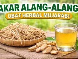 Dianggap Gulma, Akar Alang-Alang Ternyata Obat Alami