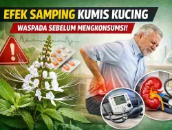 Efek Samping Kumis Kucing Menurut Penelitian dan Ahli