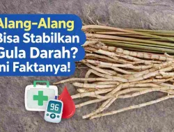 Gula Darah Tinggi? Penelitian Ungkap Manfaat Akar Alang-Alang
