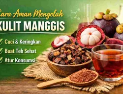 Jangan Sembarangan! Ini Cara Aman Mengolah Kulit Manggis