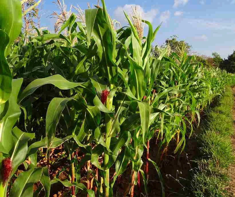 Tanaman jagung tumbuh berbaris rapi di lahan dengan daun hijau segar dan tongkol yang mulai muncul.