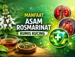Jarang Diketahui, Asam Rosmarinat Kumis Kucing dan Manfaatnya