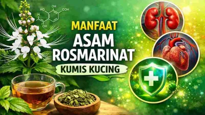Ilustrasi tanaman kumis kucing dengan struktur asam rosmarinat, teh herbal, dan ikon manfaat kesehatan ginjal, jantung, serta imun dalam desain thumbnail 16:9.