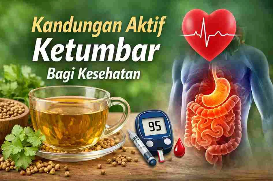 Ilustrasi manfaat ketumbar untuk kesehatan, menampilkan teh ketumbar, biji ketumbar, organ pencernaan, simbol jantung, dan alat cek gula darah.
