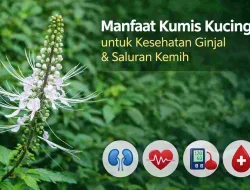 Jarang Disadari, Ini Manfaat Kumis Kucing Menurut Penelitian