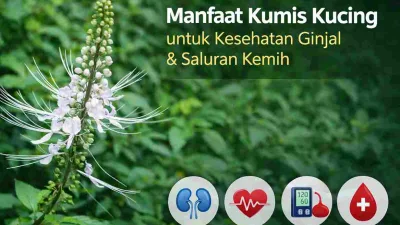 Jarang Disadari, Ini Manfaat Kumis Kucing Menurut Penelitian