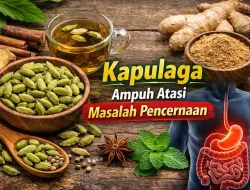 Kapulaga, Rempah Kecil yang Ampuh Atasi Masalah Pencernaan