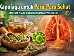 Kapulaga untuk Paru-Paru Sehat, Begini Kata Penelitian Terbaru