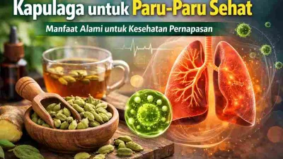 Kapulaga dan teh herbal dengan ilustrasi paru-paru sehat sebagai simbol manfaat kapulaga untuk kesehatan pernapasan.