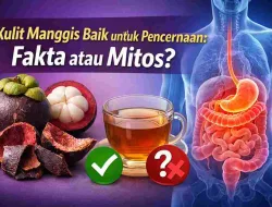 Kulit Manggis Baik untuk Pencernaan, Fakta Ilmiah atau Mitos?