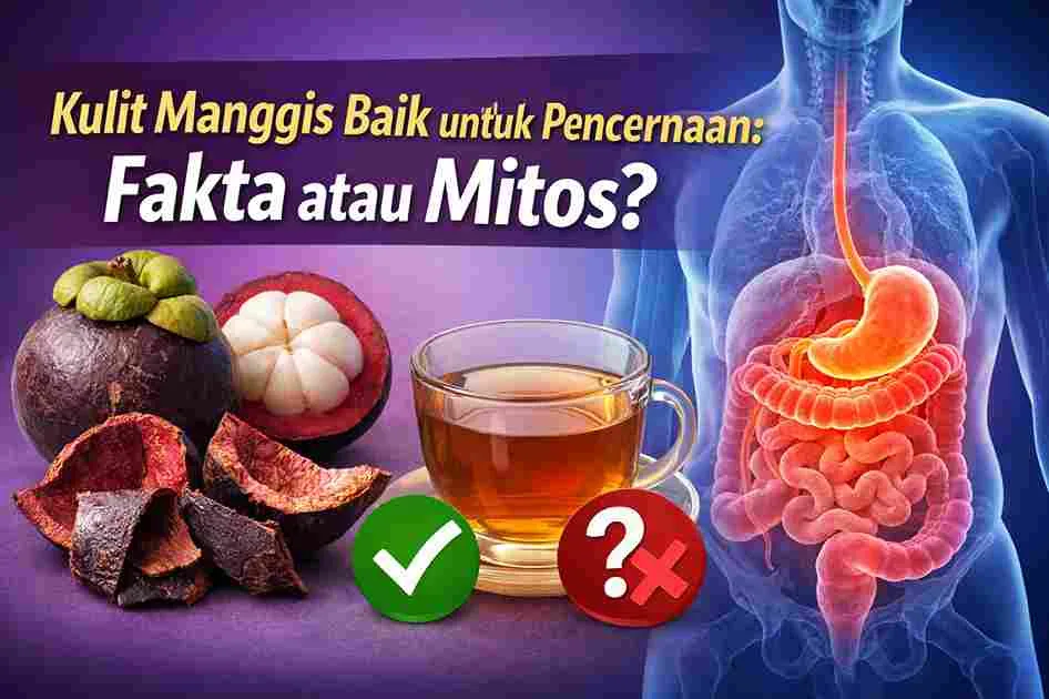 Thumbnail kulit manggis dan teh herbal dengan ilustrasi sistem pencernaan manusia yang membahas fakta atau mitos manfaat kulit manggis