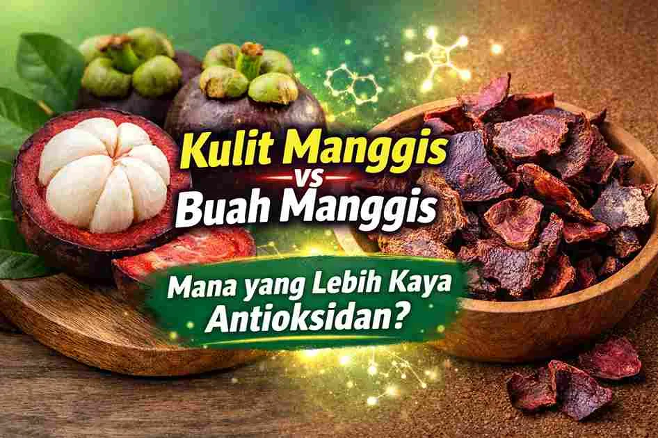 Perbandingan buah manggis segar dan kulit manggis kering sebagai sumber antioksidan alami yang kaya xanthone