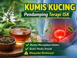 Kumis Kucing untuk ISK: Manfaat, Fakta Medis, dan Resikonya