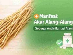 Manfaat Akar Alang-Alang sebagai Antiinflamasi Alami