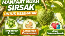 Thumbnail manfaat buah sirsak dengan gambar sirsak hijau di pohon dan highlight manfaat seperti meningkatkan imun, melancarkan pencernaan, dan menjaga tekanan darah.