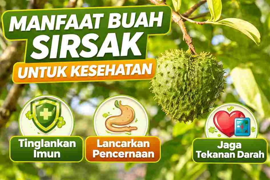 Thumbnail manfaat buah sirsak dengan gambar sirsak hijau di pohon dan highlight manfaat seperti meningkatkan imun, melancarkan pencernaan, dan menjaga tekanan darah.