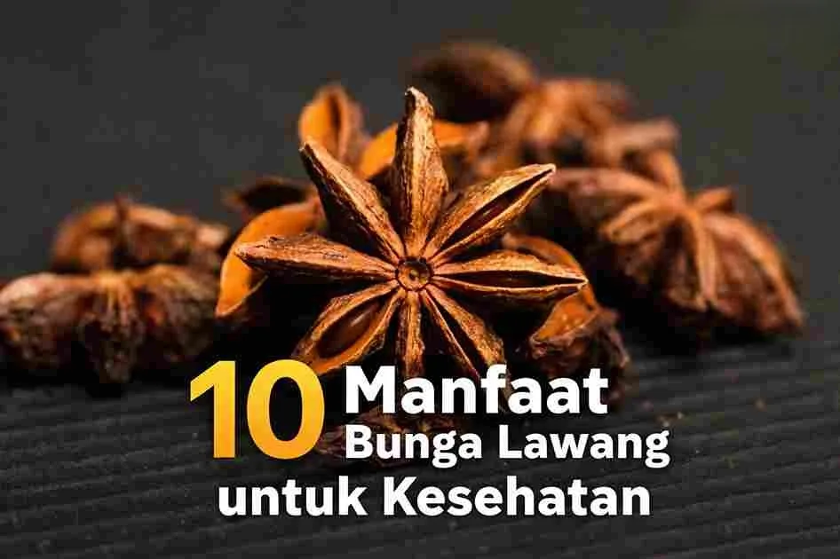 Bunga lawang kering berbentuk bintang sebagai rempah alami kaya manfaat untuk kesehatan