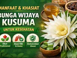 Manfaat Bunga Wijaya Kusuma dan Cara Konsumsinya