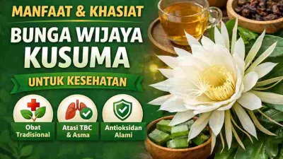 Manfaat Bunga Wijaya Kusuma dan Cara Konsumsinya