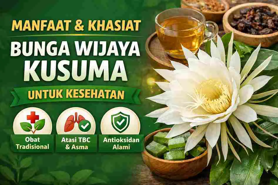 Bunga Wijaya Kusuma putih mekar di malam hari sebagai tanaman herbal dan obat tradisional