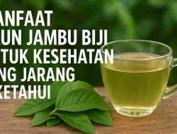 Manfaat Daun Jambu Biji untuk Kesehatan Yang Jarang Diketahui
