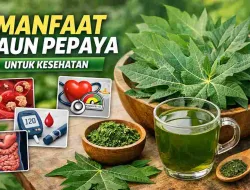 Manfaat Daun Pepaya untuk Kesehatan: Khasiat Terbukti Ilmiah & Cara Aman Konsumsi