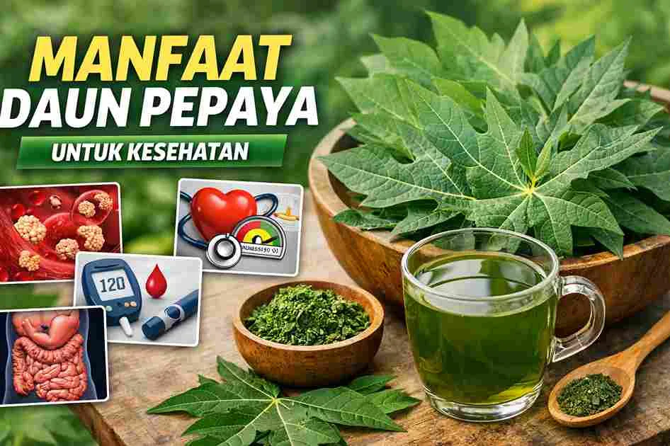 Thumbnail manfaat daun pepaya untuk kesehatan dengan daun pepaya segar dan teh daun pepaya sebagai herbal alami