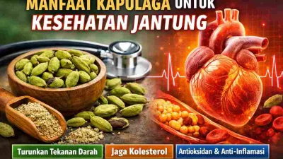 Thumbnail manfaat kapulaga untuk kesehatan jantung, menampilkan biji kapulaga, stethoscope, serta ilustrasi jantung dan aliran darah.
