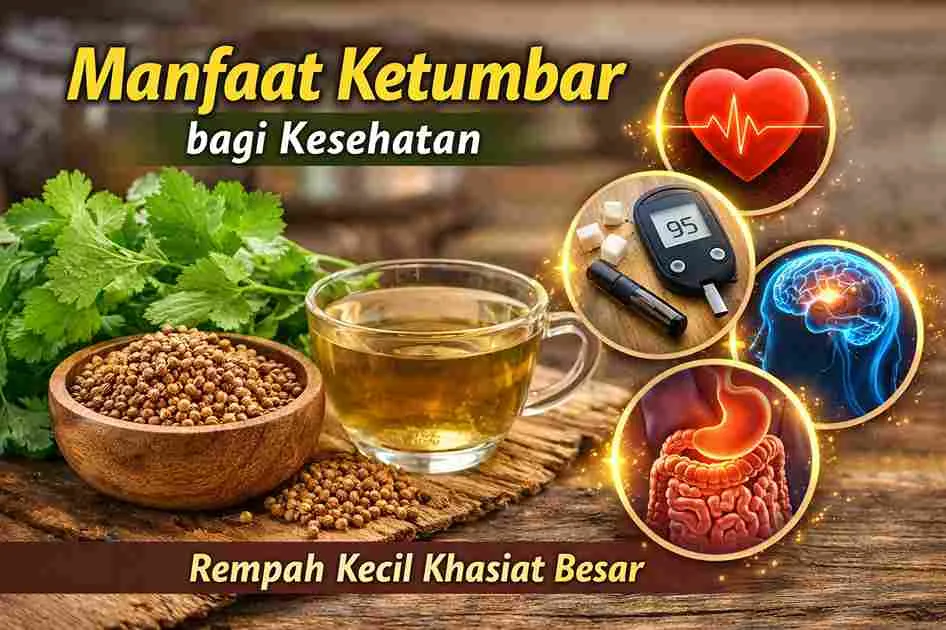 Thumbnail manfaat ketumbar menampilkan biji ketumbar, daun ketumbar, dan secangkir air rebusan ketumbar dengan ikon kesehatan seperti jantung, gula darah, otak, dan pencernaan.