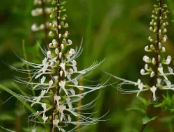 Manfaat Kumis Kucing bagi Ginjal, ISK, dan Gula Darah
