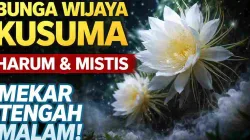 Bunga Wijaya Kusuma putih mekar di malam hari dengan aura mistis dan harum alami