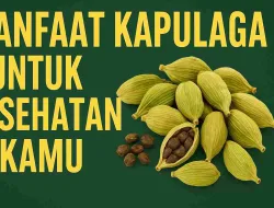 Mengejutkan! Ini Manfaat Kapulaga untuk Kesehatan Kamu