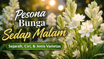 Bunga sedap malam putih mekar di malam hari dengan latar taman yang lembut.