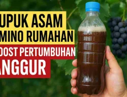 Pupuk Asam Amino Rumahan: Boost Cepat Pertumbuhan Anggur