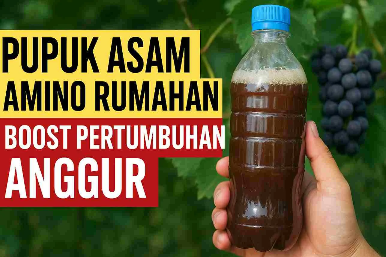 Thumbnail pupuk asam amino rumahan dengan botol pupuk fermentasi dan latar kebun anggur.