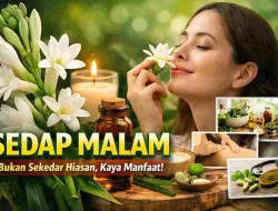 Sedap Malam Tak Hanya Sekedar Hiasan, Banyak Manfaatnya