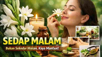 Bunga sedap malam dengan minyak esensial dan aromaterapi alami untuk kesehatan dan relaksasi.