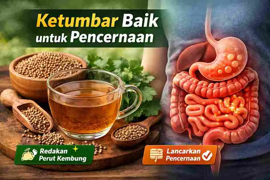 Ilustrasi biji dan air rebusan ketumbar yang membantu meredakan perut kembung dan melancarkan sistem pencernaan