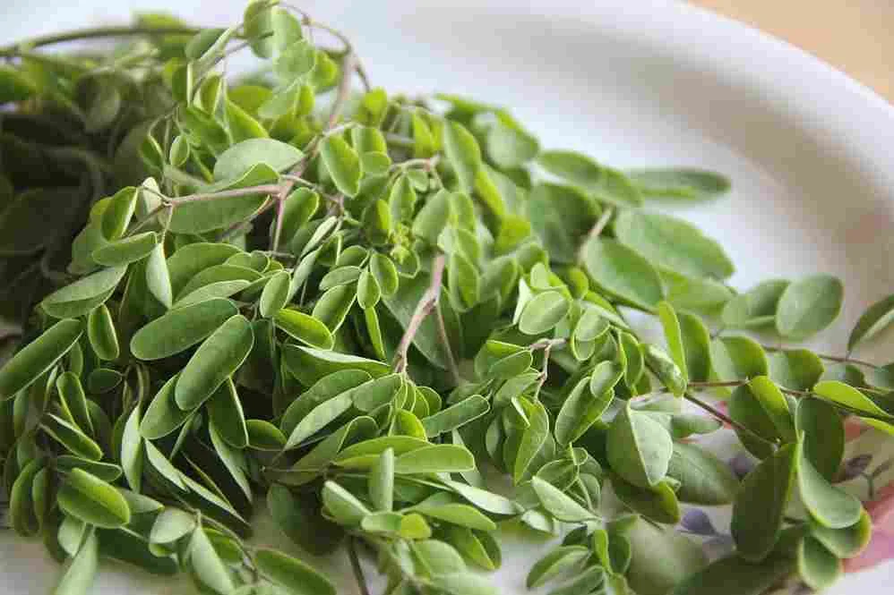Daun kelor segar di atas piring putih sebagai bahan herbal alami penambah imun tubuh