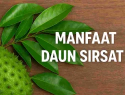 Tak Banyak Yang Tahu! Manfaat Daun Sirsak Untuk Kesehatan