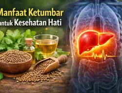 Tak Banyak yang Tahu, Ketumbar Punya Potensi Jaga Fungsi Hati