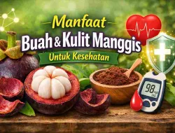 Tak Cuma Buahnya, Kulit Manggis Juga Bermanfaat bagi Kesehatan