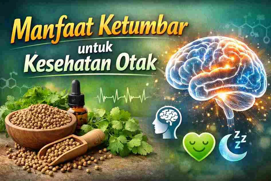 Ilustrasi ketumbar dan biji ketumbar dengan gambar otak bercahaya yang melambangkan manfaat ketumbar untuk kesehatan otak dan daya ingat