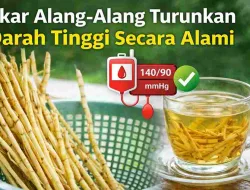 Tak Disangka, Akar Alang-Alang Ternyata Bisa Turunkan Darah Tinggi