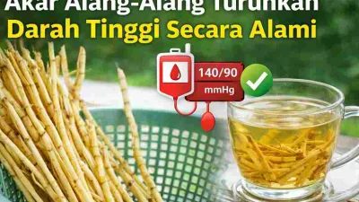 Tak Disangka, Akar Alang-Alang Ternyata Bisa Turunkan Darah Tinggi