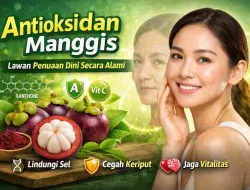 Tak Disangka, Antioksidan Manggis Ampuh Lawan Penuaan Dini