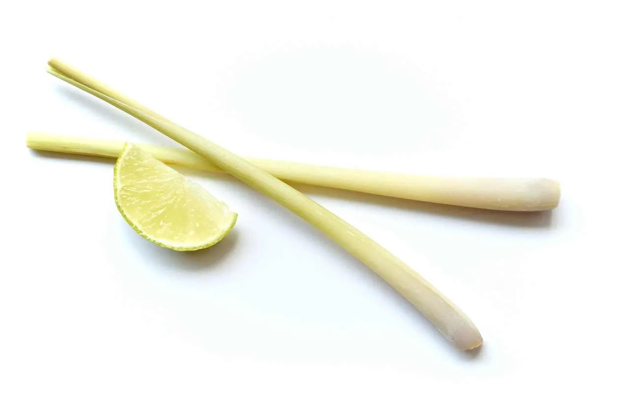 Batang sereh segar dengan potongan jeruk nipis di atas latar putih