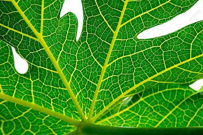 “Close-up urat daun pepaya hijau segar dengan tekstur alami”