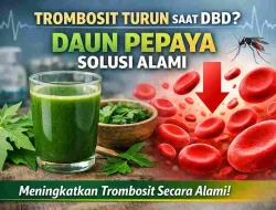 Trombosit Turun Saat DBD? Daun Pepaya Bisa Jadi Solusi Alami